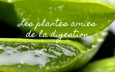 Les plantes amies de la digestion 🌿