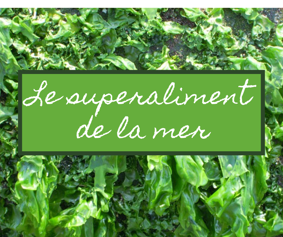 Les algues de mer, superaliment en naturopathie Caroline Ghys Naturopathe